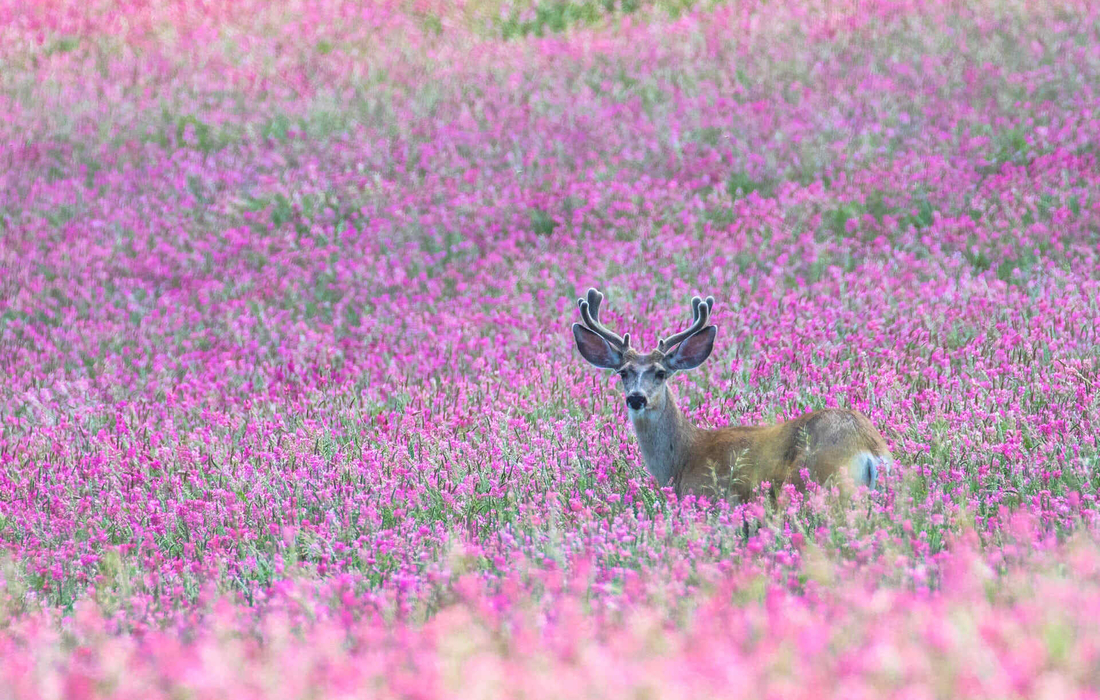 Deer in field of flowers