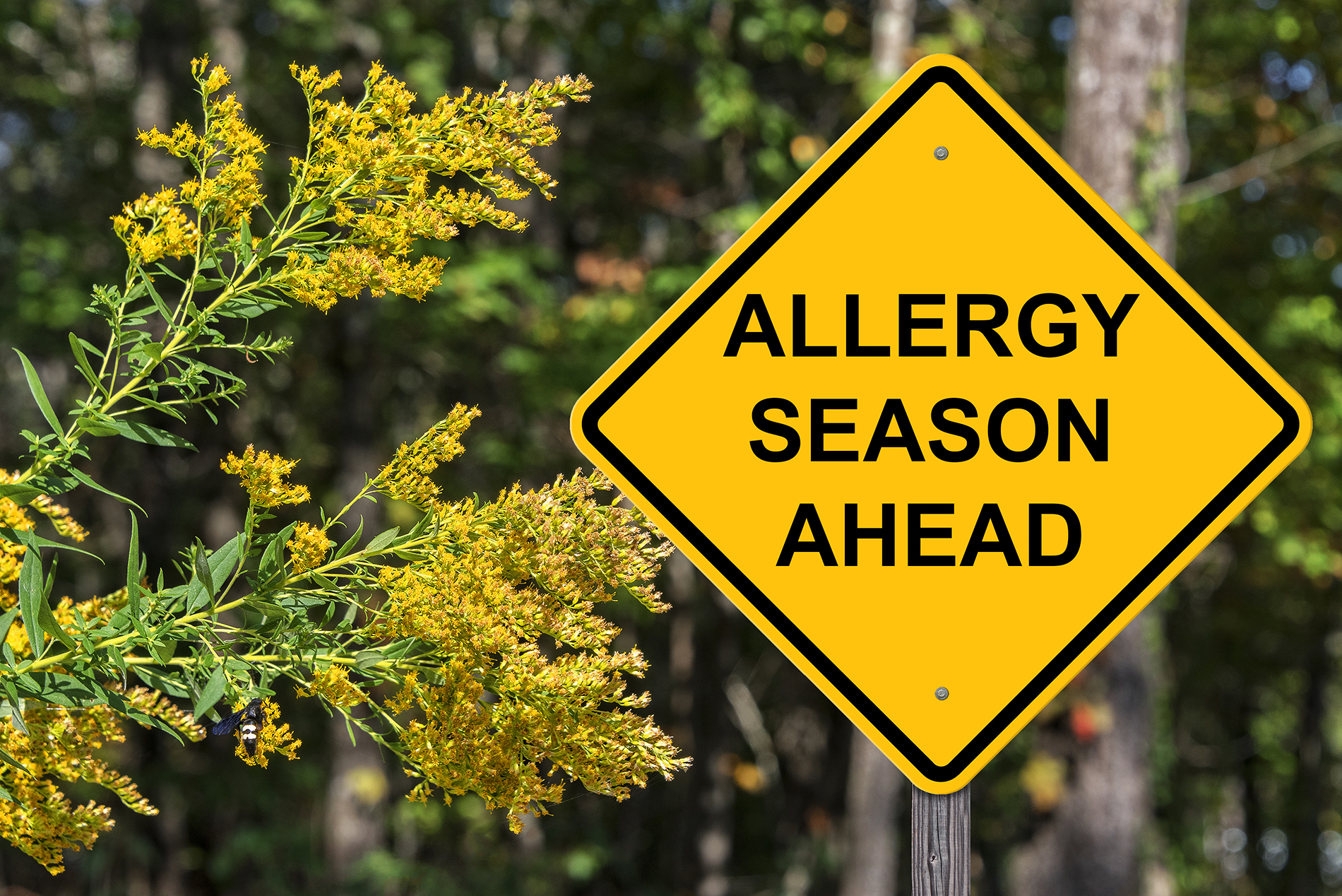 Yellow traffic sign outdoors that says allergy season ahead